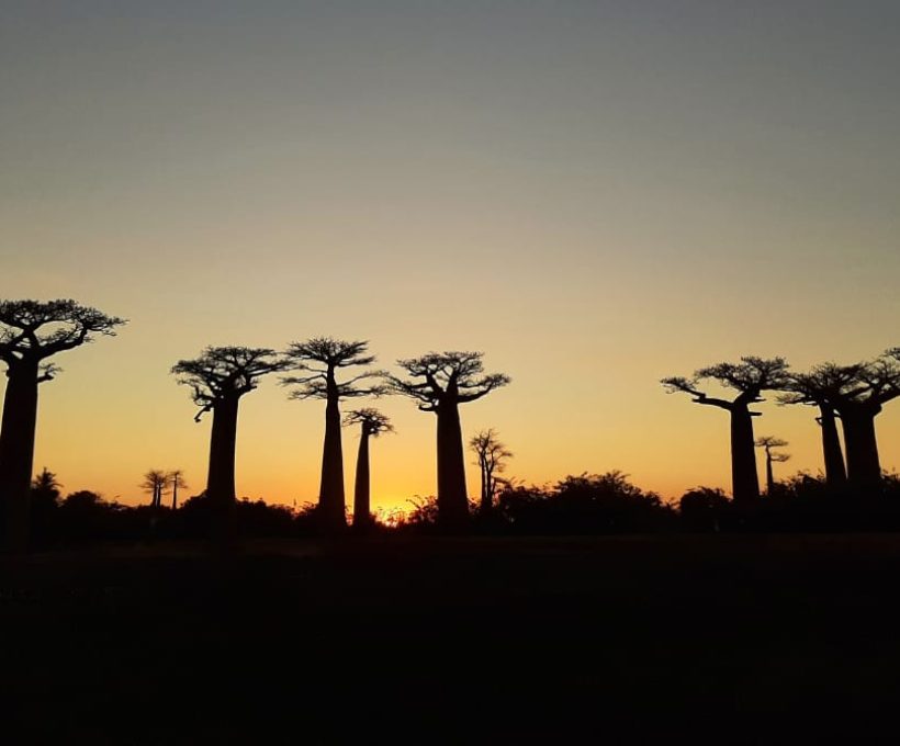 baoba sakapaly tour voyage Madagascar